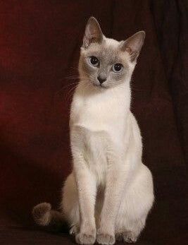 Siamese cat sitting upright with bright blue eyes, showcasing captivating Tonkinese traits.