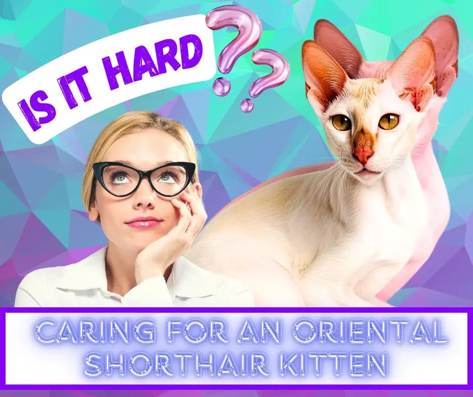 Oriental Shorthair cat with large ears and slender face perfect for caring oriented tips.