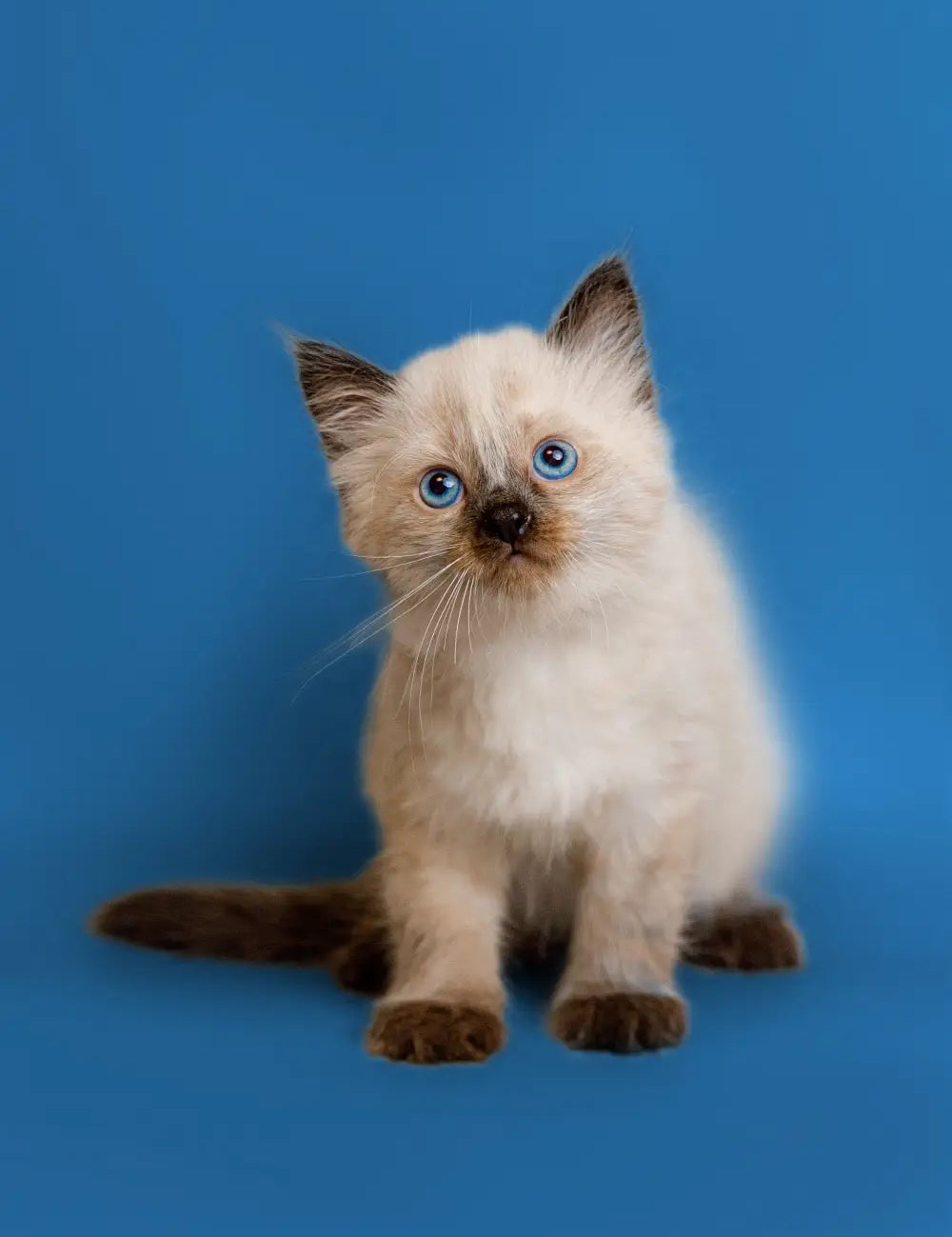 Siamese kitten with blue eyes and cream fur, perfect for Ragdoll cat lovers.