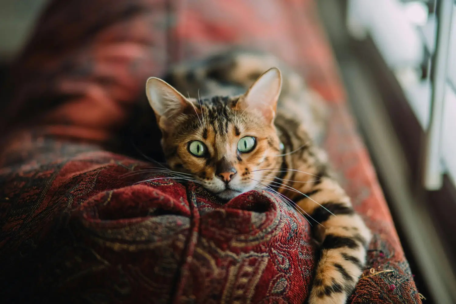 Bengal cat lounging on red fabric, perfect for Toyger cat care and health tips.