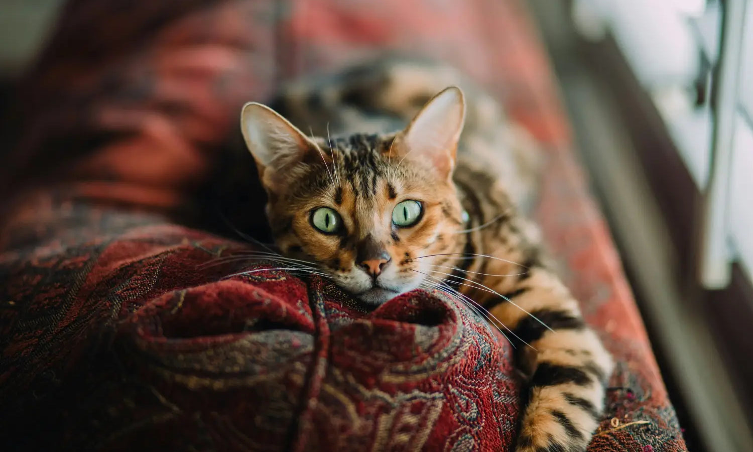 Bengal cat lounging on red fabric, perfect for Toyger cat care and health tips.