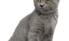 Gray Chartreux cat with bright yellow eyes sitting upright, showcasing purebred beauty.