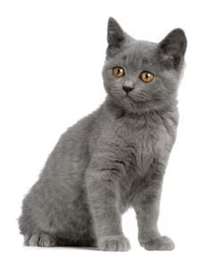 Gray Chartreux cat with bright yellow eyes sitting upright, showcasing purebred beauty.