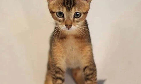 Tabby kitten sitting alert, a perfect example of the lively personality of Chausie Cats.