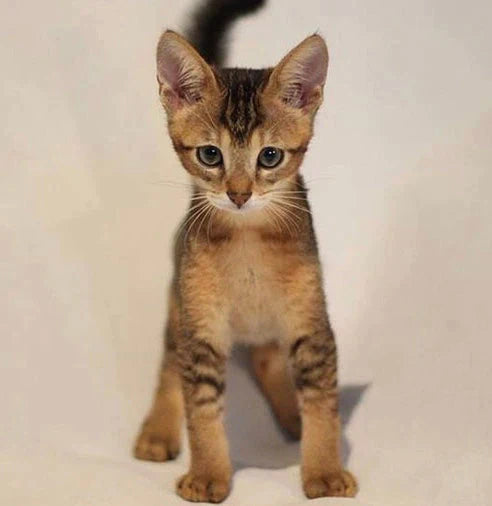 Tabby kitten sitting alert, a perfect example of the lively personality of Chausie Cats.