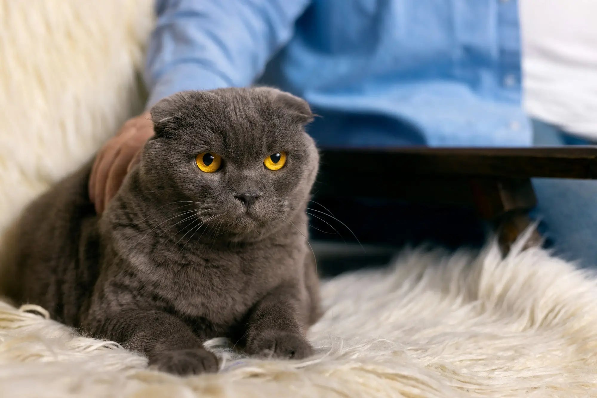 Gray Scottish Fold cat with yellow eyes, the perfect companion for any home.