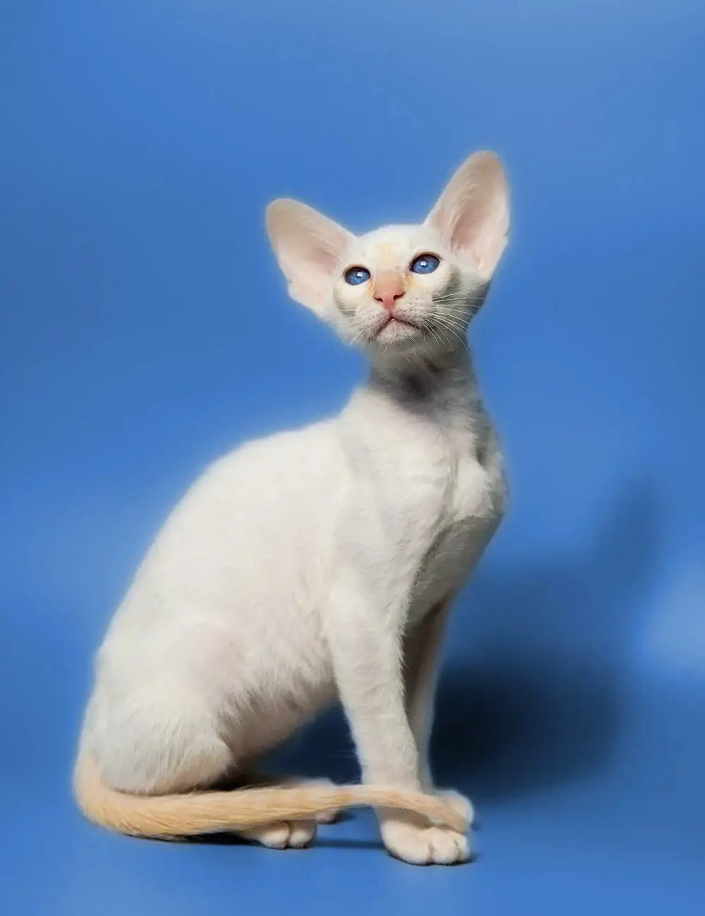 White hairless Oriental Cat with big ears and blue eyes sitting upright.