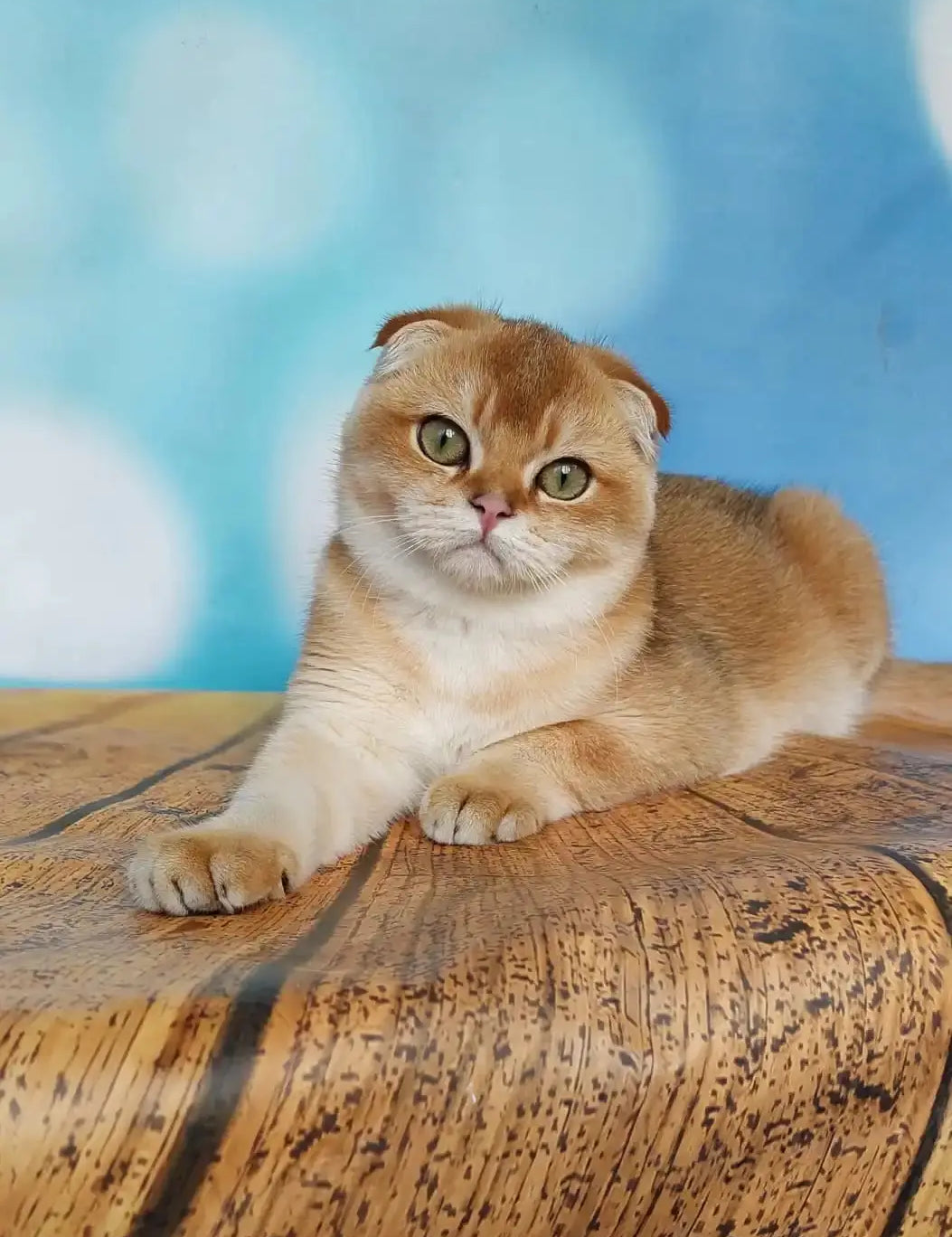 Scottish Fold cat with golden fur lounging on a wooden surface.