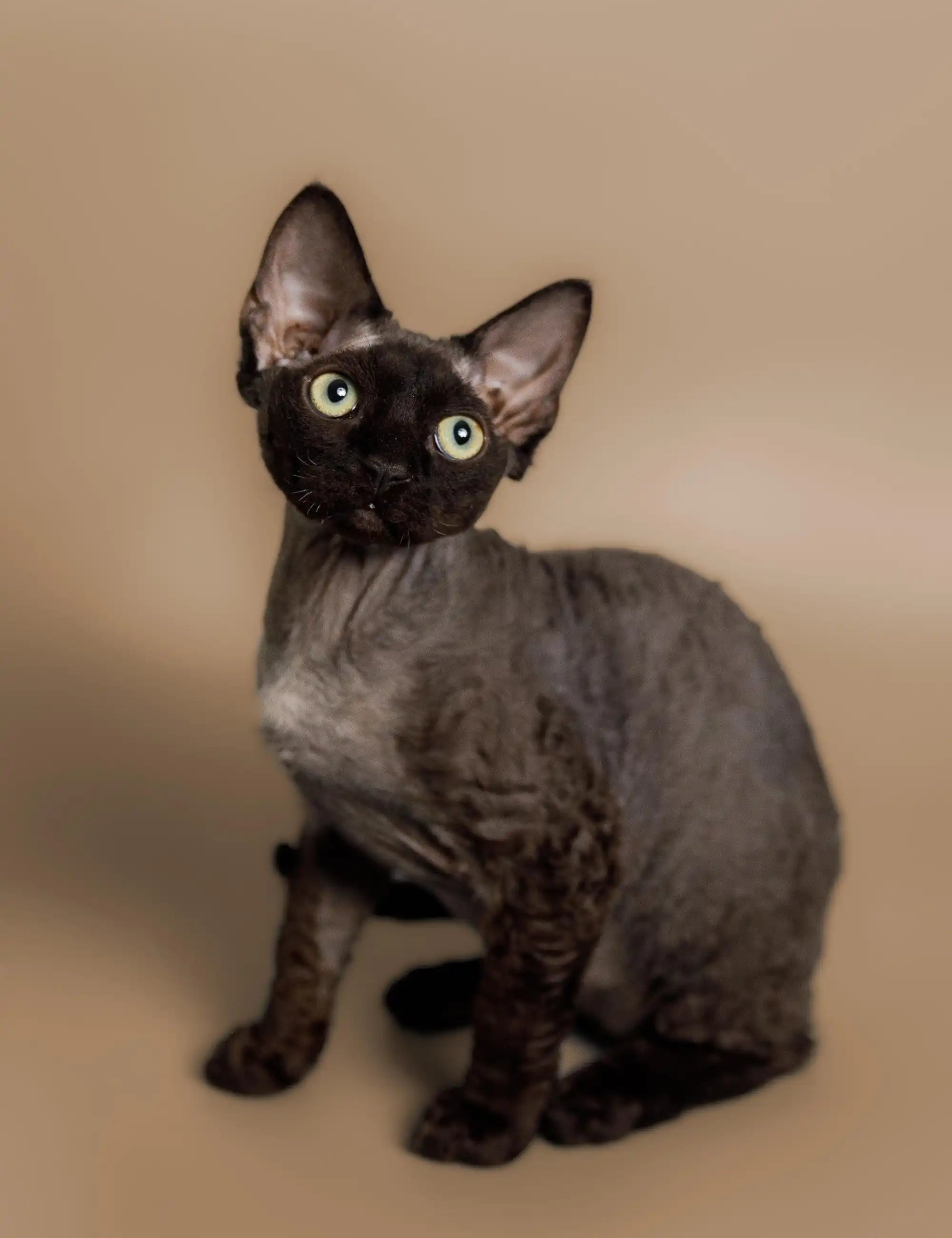 Black Sphynx cat with green eyes, highlighting unique features of Devon Rex cats.