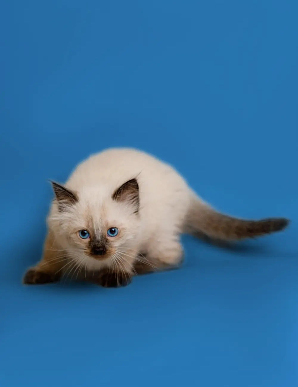 Siamese kitten with blue eyes on blue surface, perfect for learning about Ragdoll cats’ health issues.