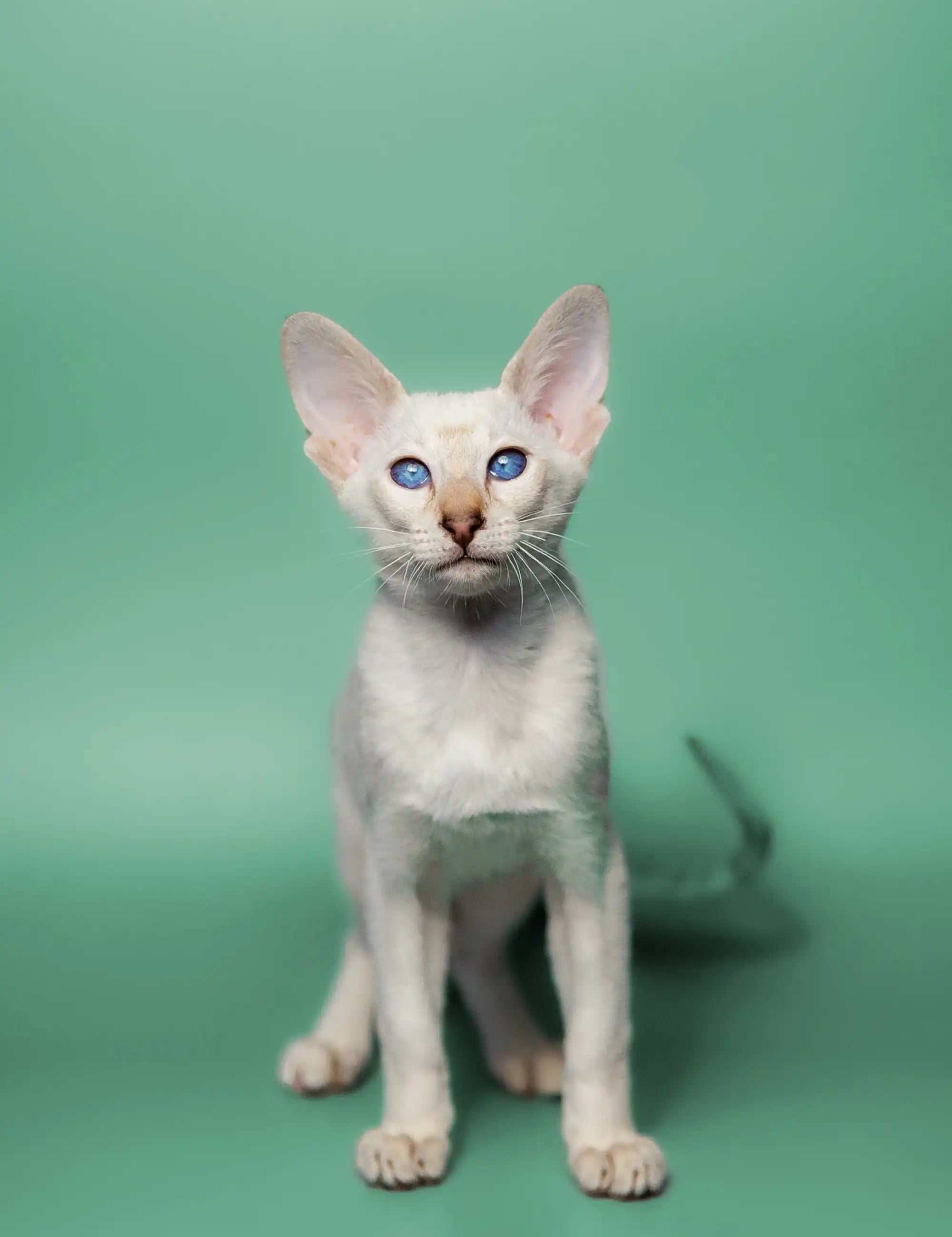 White kitten with blue eyes and big ears, perfect example of common health issues in Oriental cats.