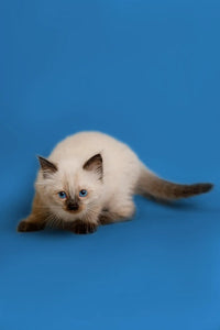 Common Health Issues That Affect Ragdoll Cats and How to Prevent/Treat Them