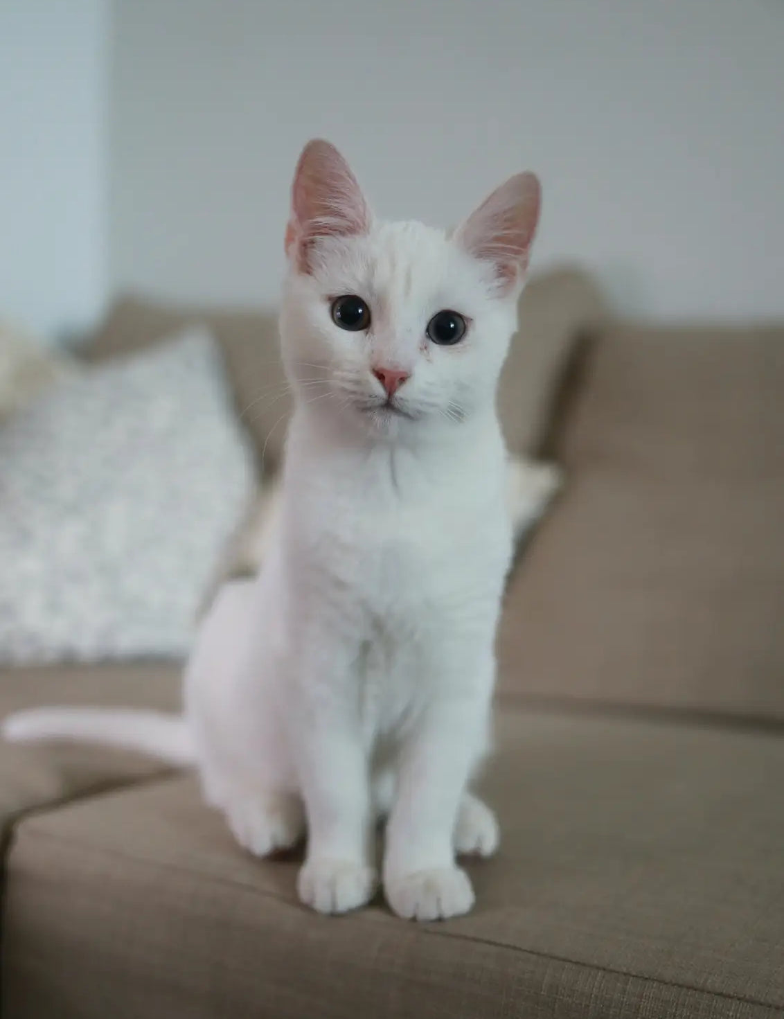 White Scottish Fold kitten with big ears and bright eyes sitting upright.