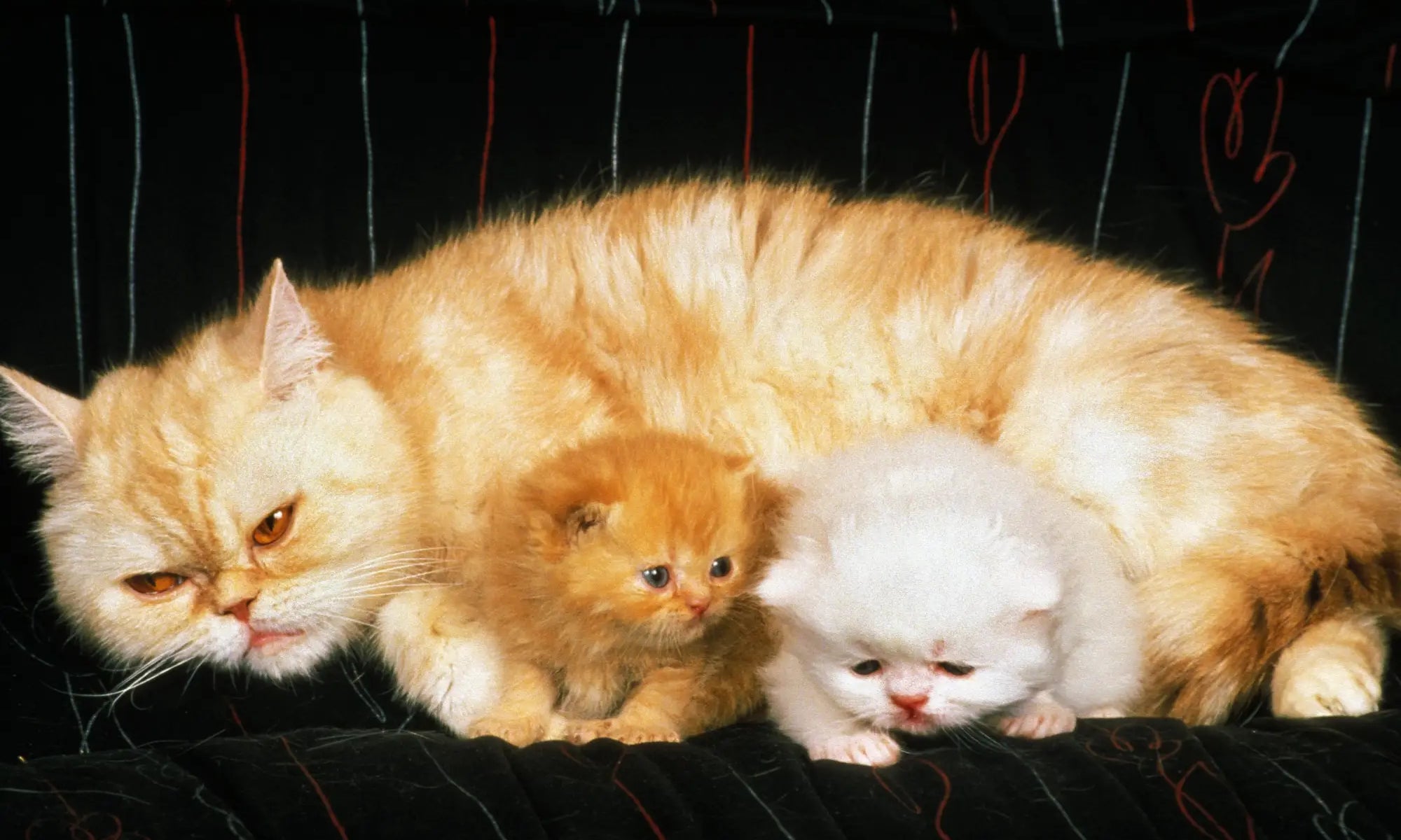 Fluffy orange cat cuddling with two adorable Exotic Shorthair kittens.