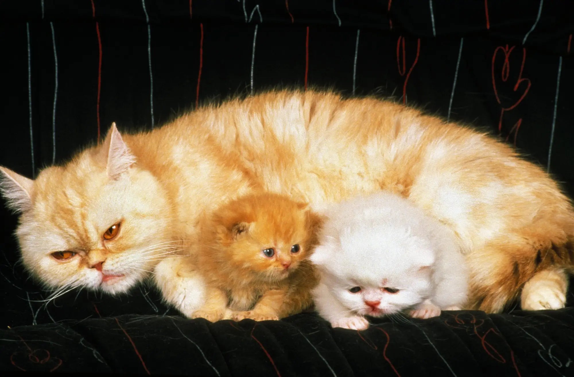 Fluffy orange cat cuddling with two adorable Exotic Shorthair kittens.