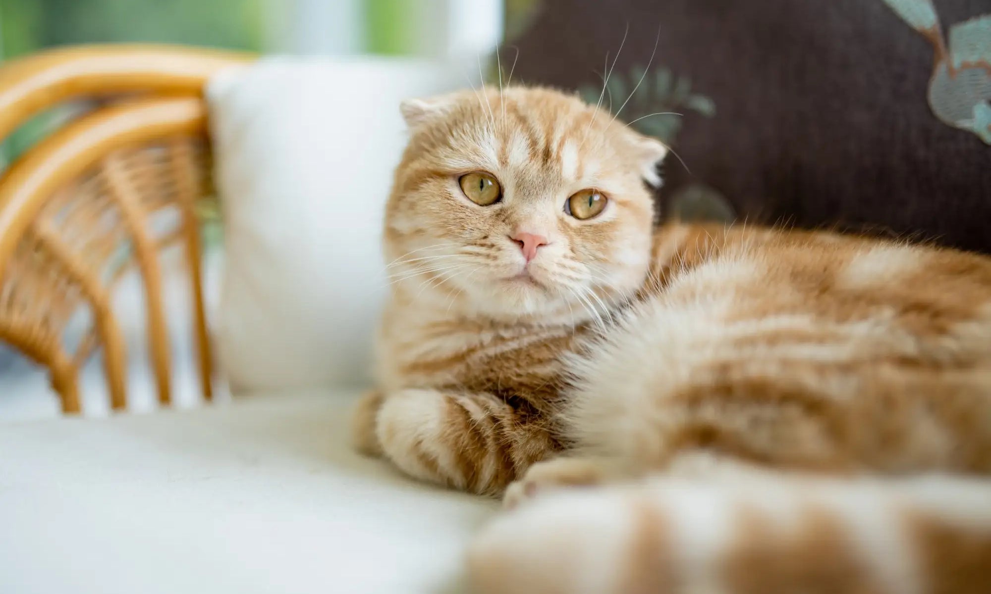 Scottish Fold cat with cream fur and golden eyes lounging in a cozy home setting.