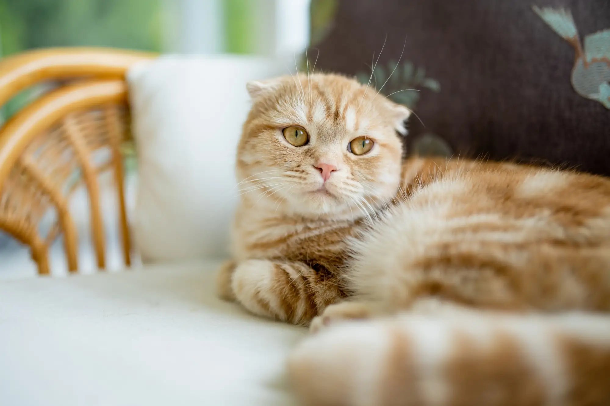 Scottish Fold cat with cream fur and golden eyes lounging in a cozy home setting.