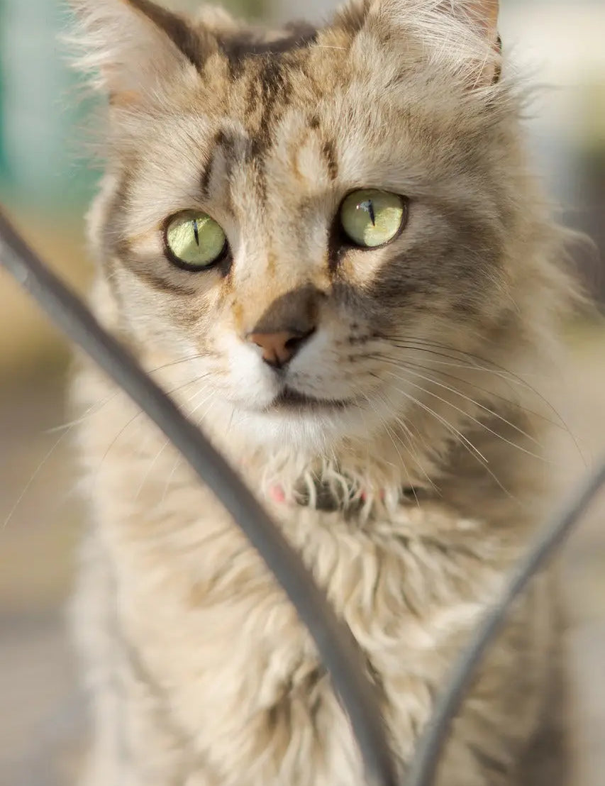 Fluffy tabby LaPerm cat with vibrant green eyes showcasing stunning cat breeds.