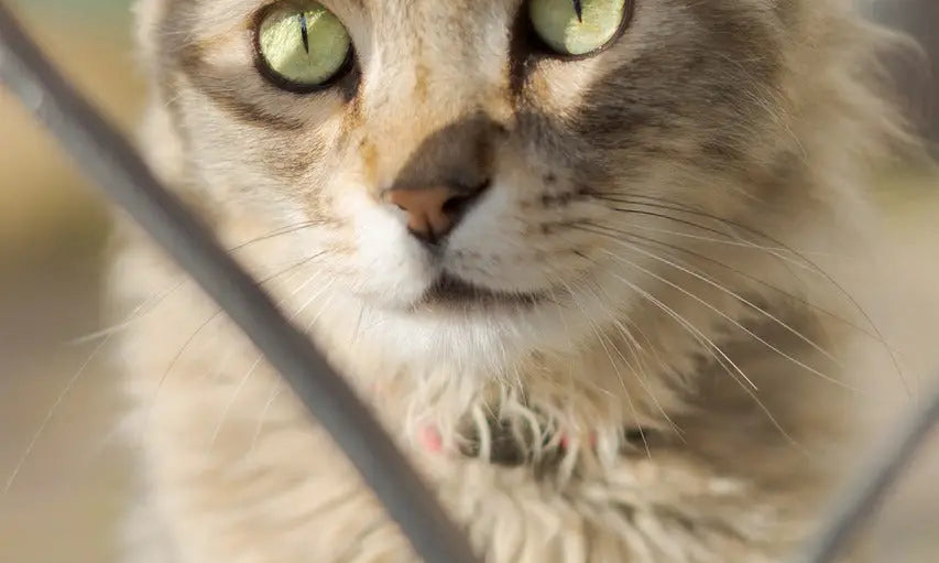 Fluffy tabby LaPerm cat with vibrant green eyes showcasing stunning cat breeds.