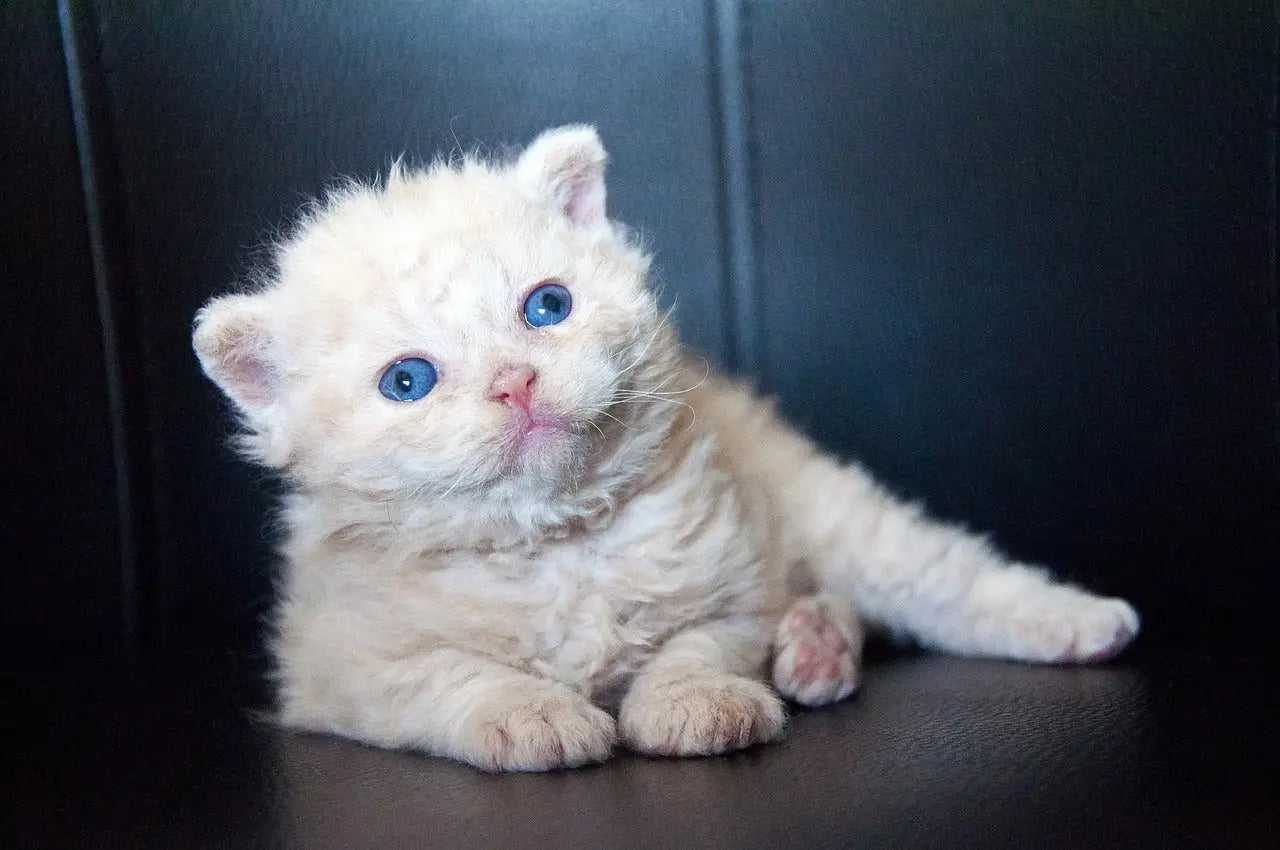 White Selkirk Rex kitten with blue eyes sitting on dark surface, showcasing its charm.