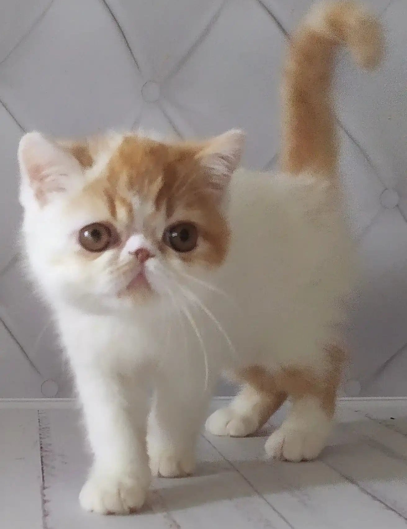 Adorable Exotic Shorthair kitten with fluffy cream and orange fur in cute pose.