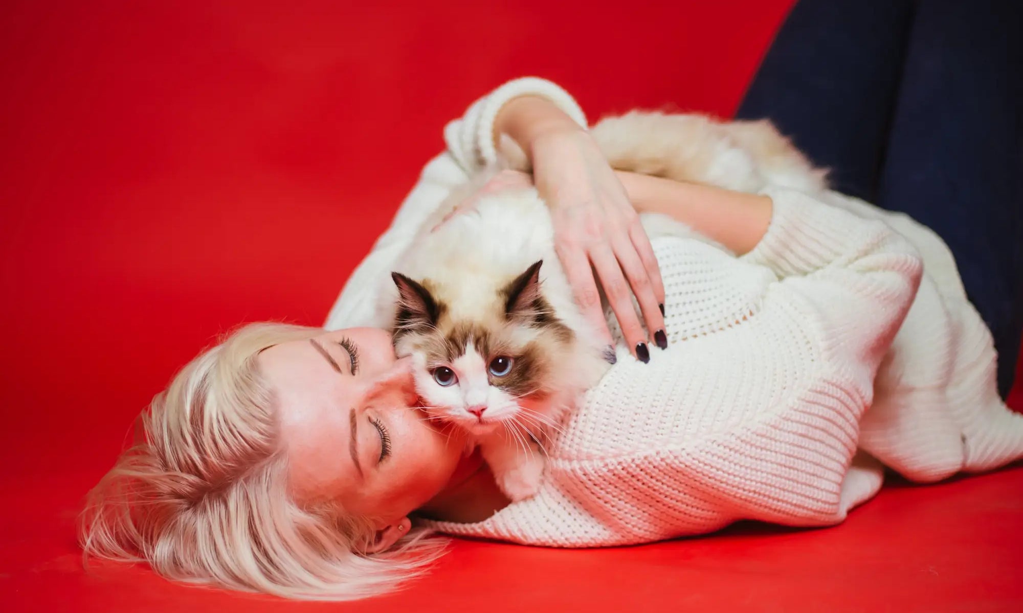 Siamese cat cuddling with a person shows the affectionate personality traits of Ragdoll cats.