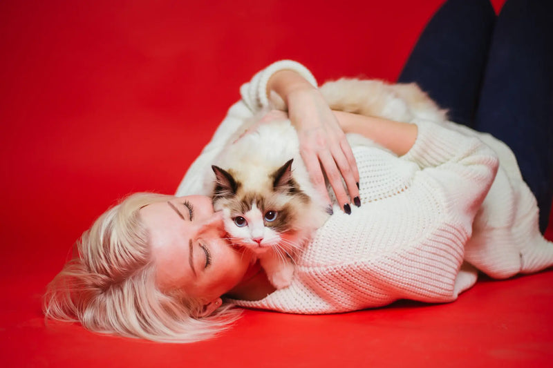 Unique Ragdoll Cat Personality Traits