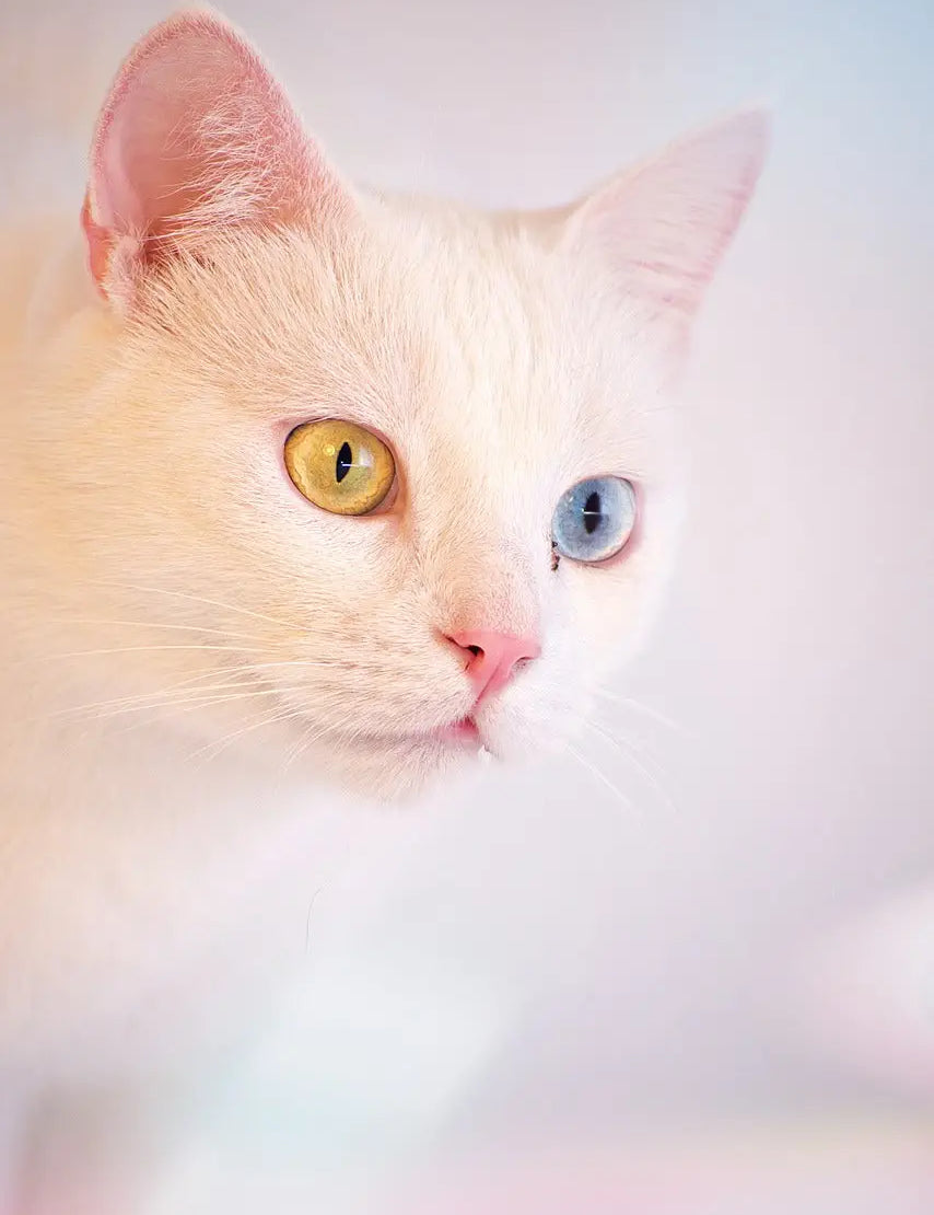 White Turkish Angora Cat with one blue and one yellow eye showcasing heterochromia.