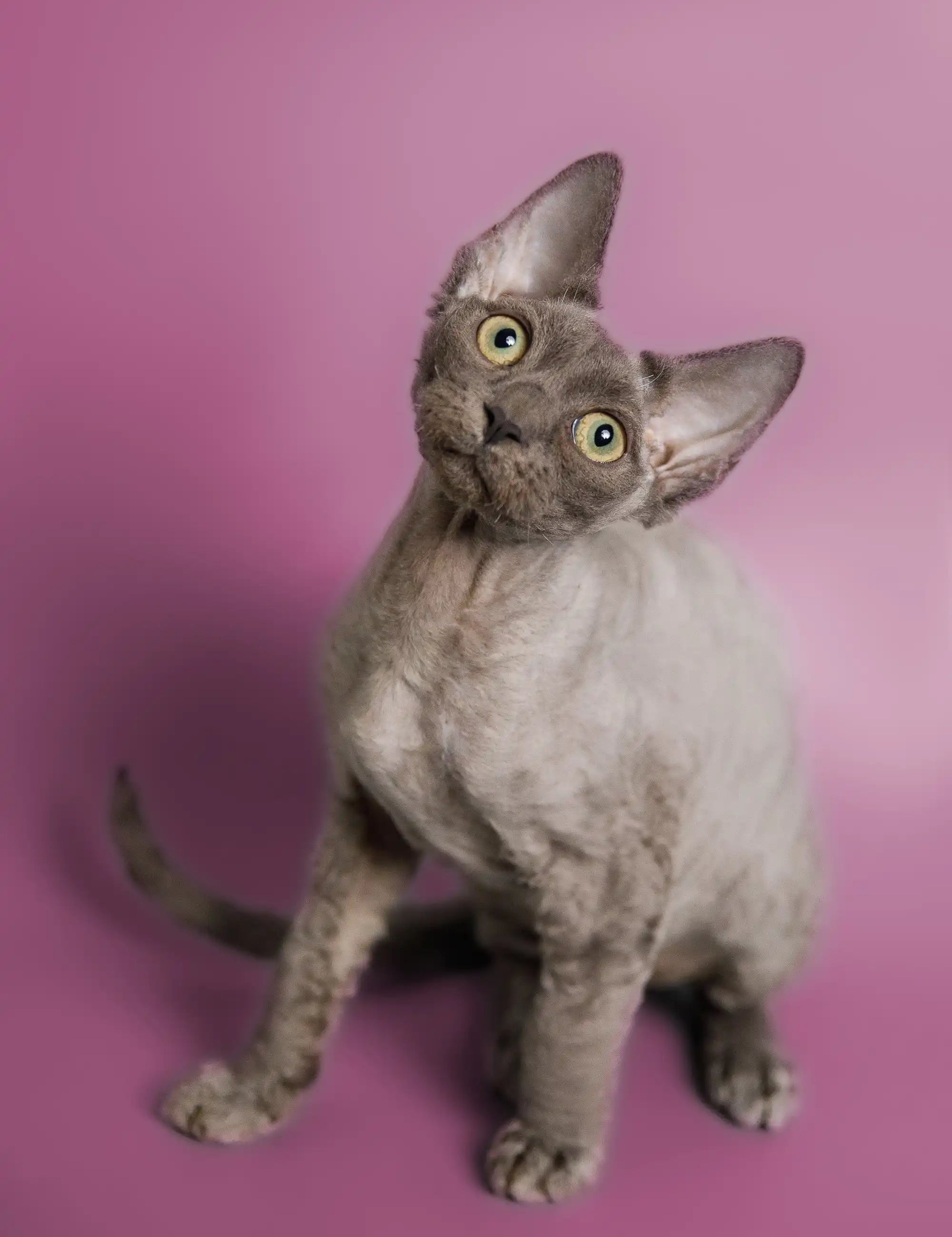 Gray Devon Rex kitten with big ears and bright eyes in Devon Rex Cat Breeds article.