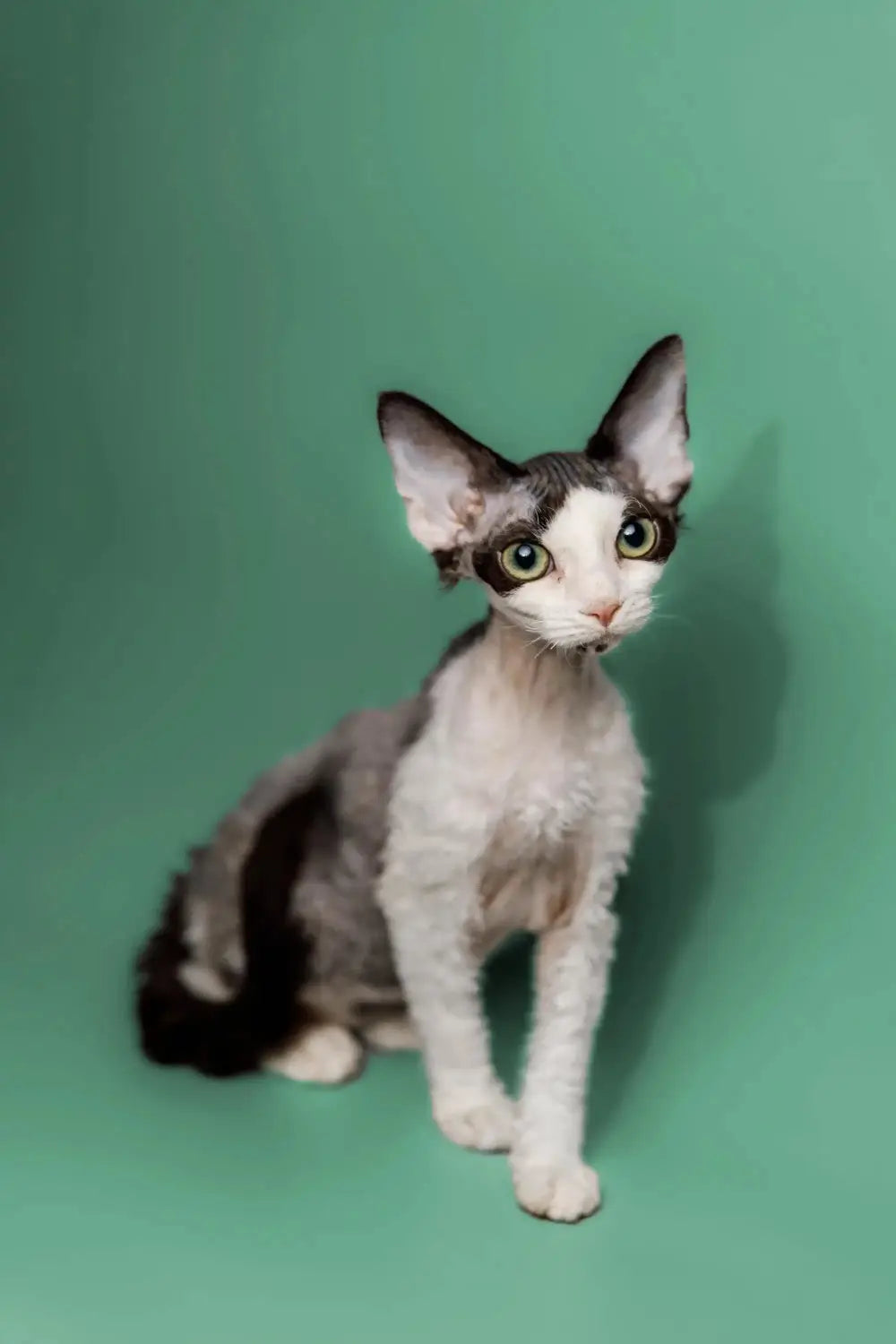Devon Rex Cat Care: Tips for New Owners