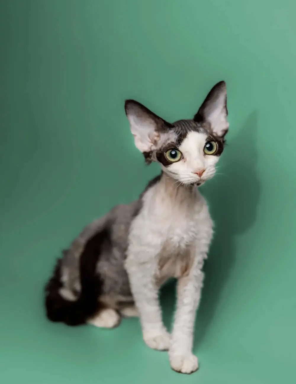 Adorable Devon Rex kitten with big ears and fluffy white and gray coat.