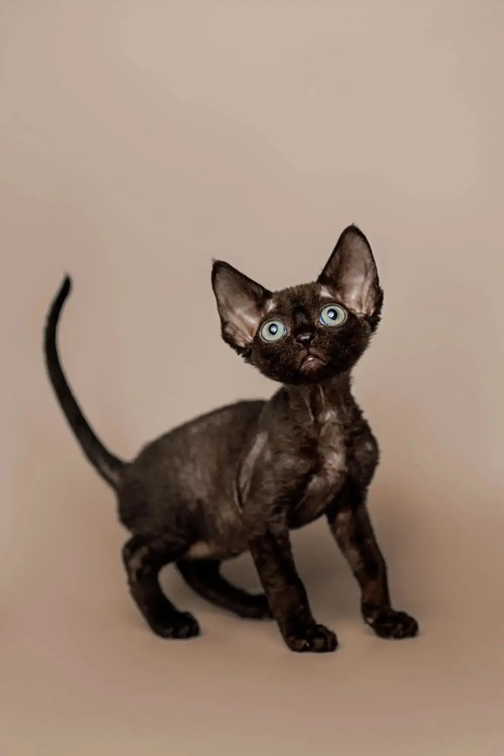 Devon Rex Cat Grooming and Maintenance: A Guide for Pet Owners