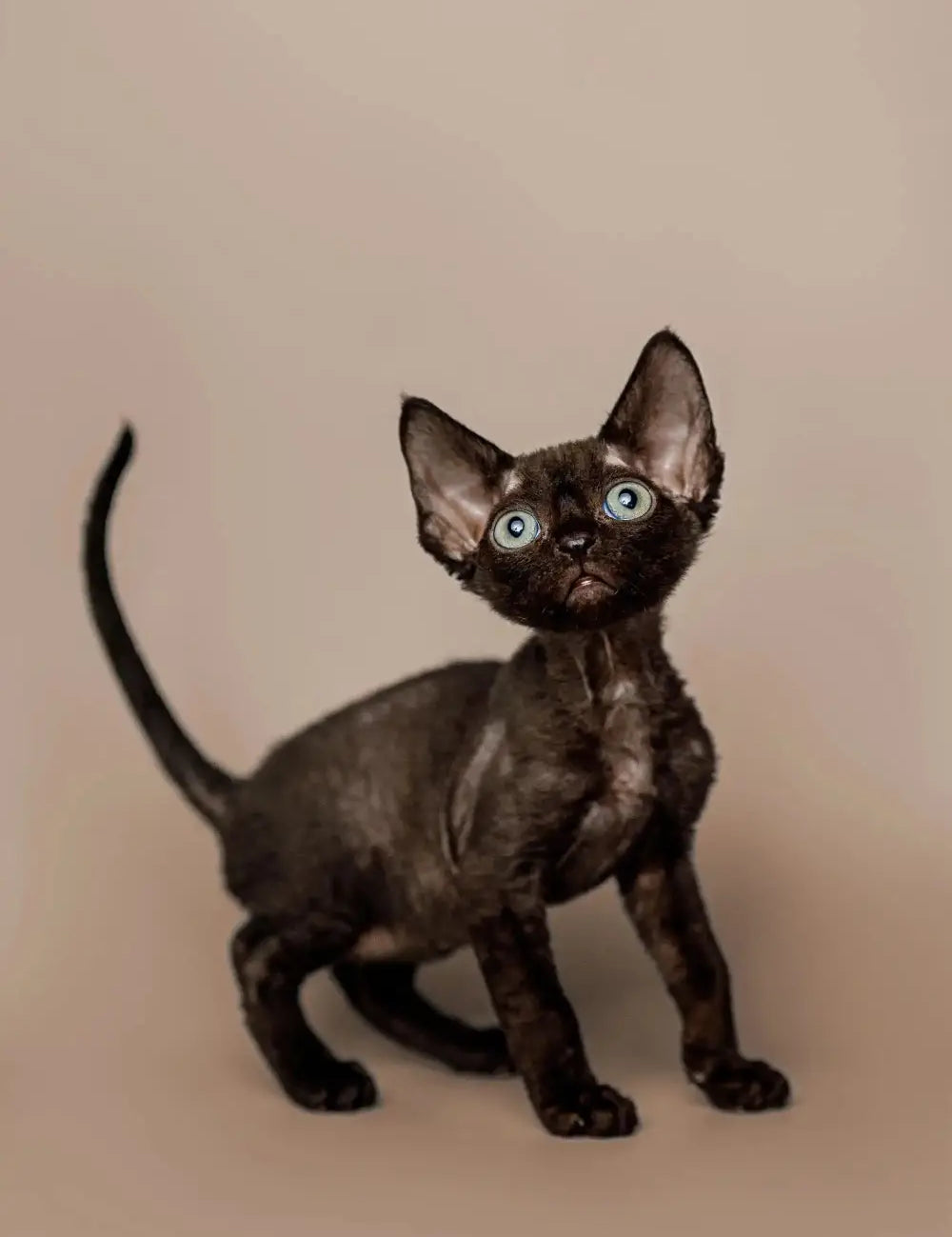 Black hairless Devon Rex kitten with big ears and striking blue eyes.