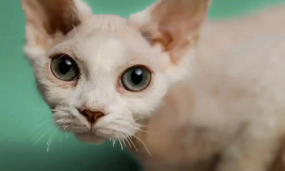 White Devon Rex cat with big ears and bright green eyes, showcasing its unique charm.