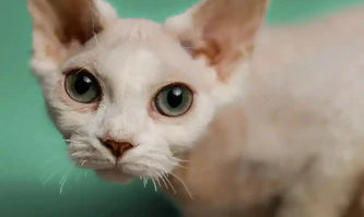 White Devon Rex cat with big ears and bright green eyes, showcasing its unique charm.