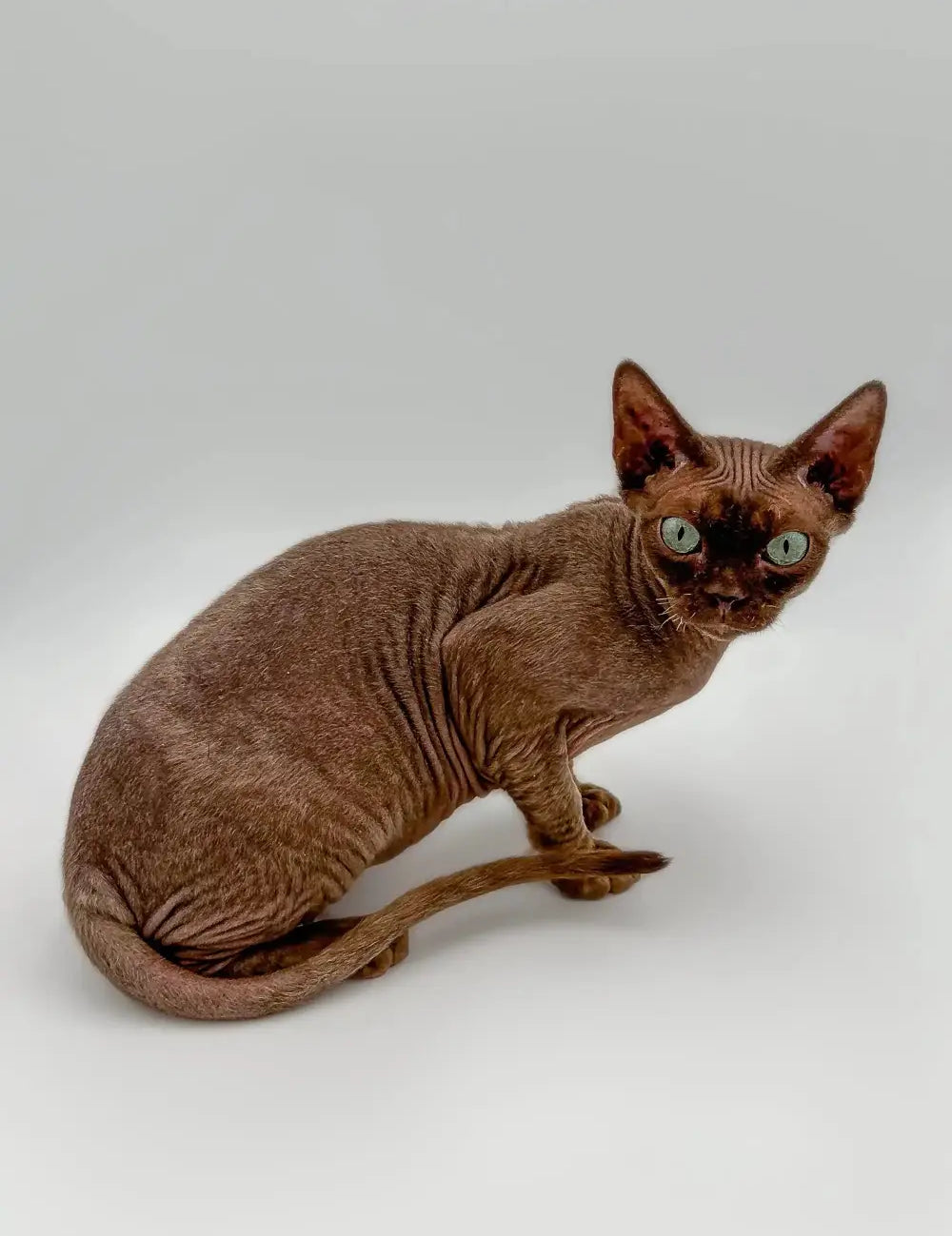 Hairless Sphynx cat with brown skin and green eyes in a Devon Rex cat article.