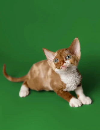 Ginger and white Devon Rex kitten with blue eyes on a vibrant green background.