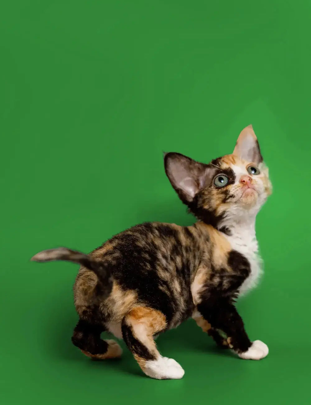 Calico kitten with big ears gazing up, showcasing the charm of Devon Rex cats.