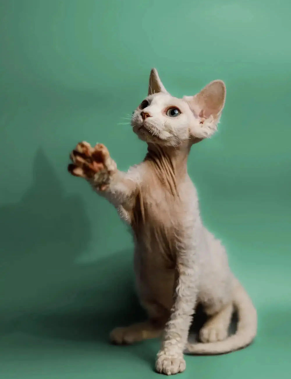 Hairless Devon Rex cat sitting upright with one paw raised against a green backdrop.