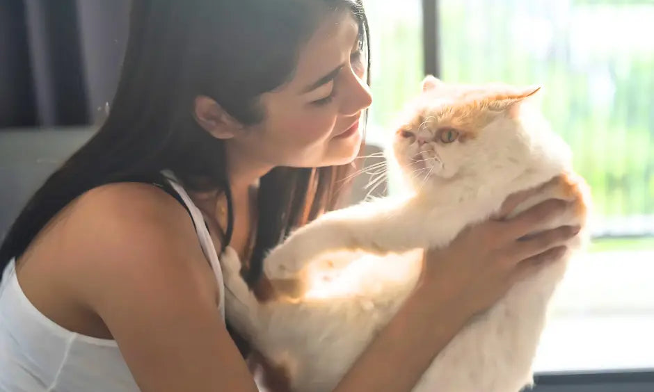 Woman bonding with a fluffy Exotic Shorthair cat in a cozy home setting.