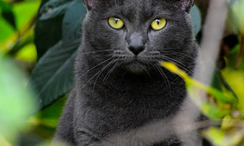 Gray Korat Cat with bright yellow eyes amidst lush green foliage.