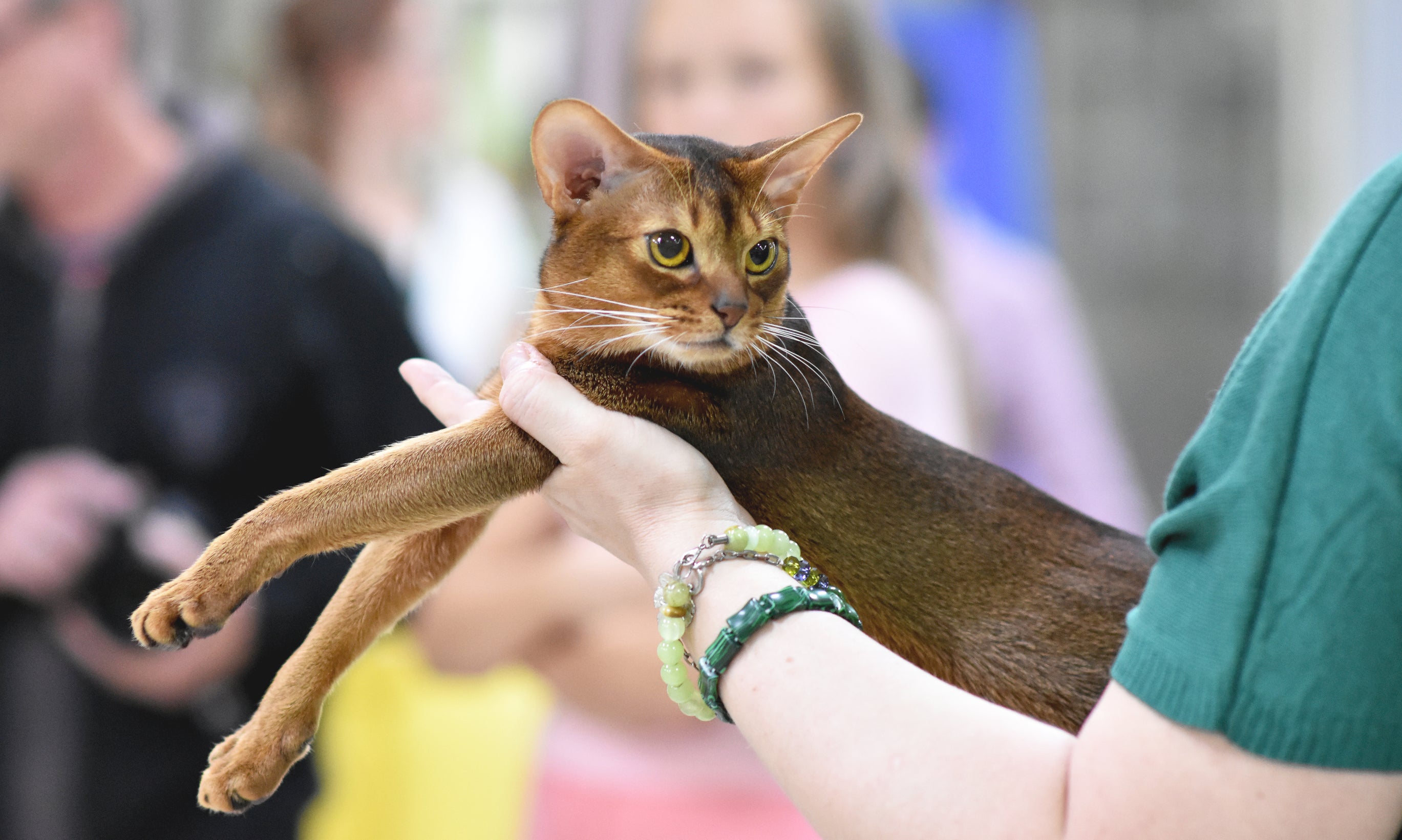 Check Out Our List of Available Abyssinian Kittens For Sale