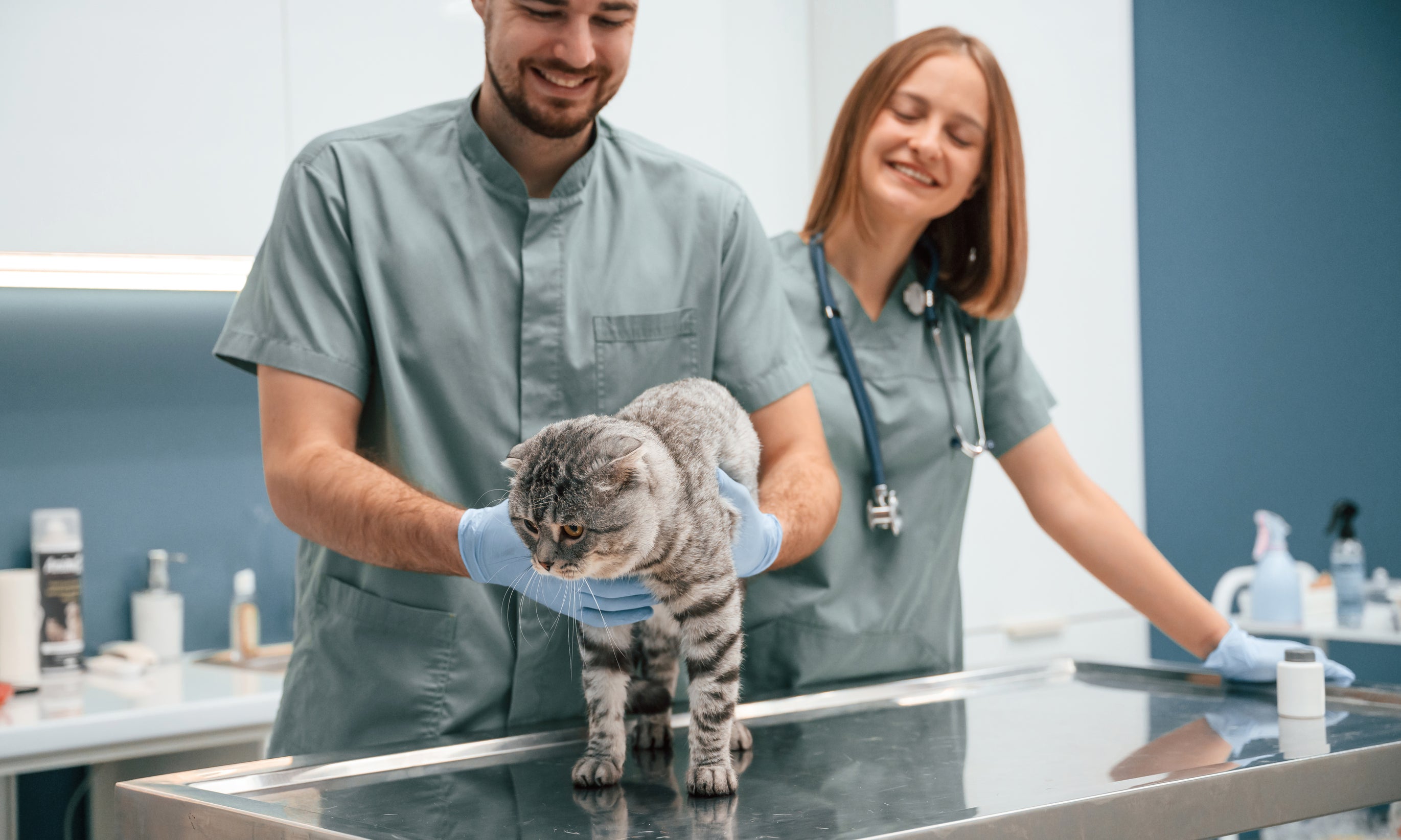 A Comprehensive Care Guide on Essential Health Tips for Scottish Fold Cats