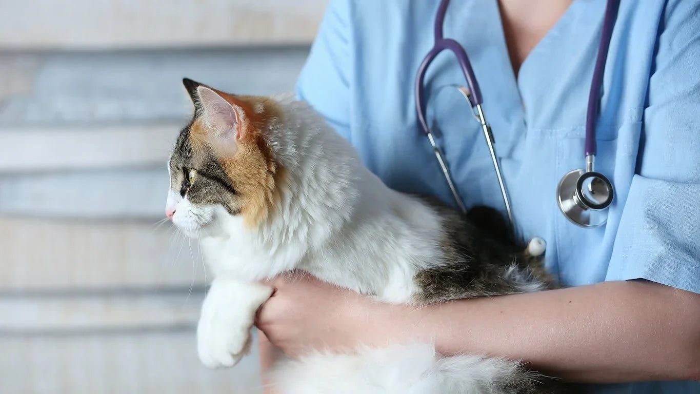 Veterinarian examining a Munchkin Cat during a regular veterinary check-up.