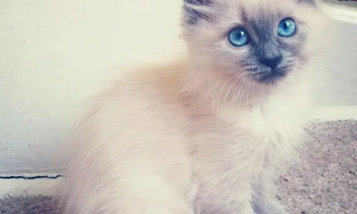 Siamese kitten with blue eyes and fluffy fur showcasing the ethereal charm of Balinese cats.