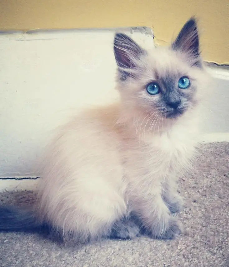 Siamese kitten with blue eyes and fluffy fur showcasing the ethereal charm of Balinese cats.