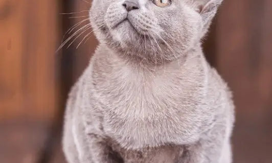 Gray European Burmese cat with alert eyes and pointed ears sitting upright.