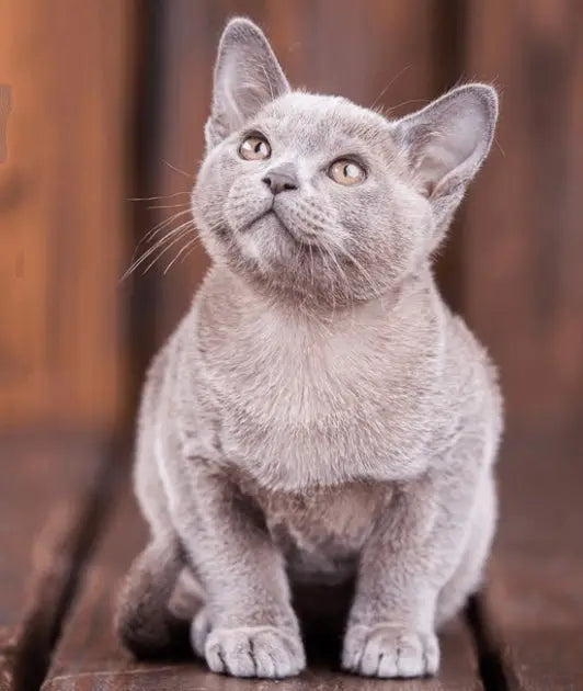 Gray European Burmese cat with alert eyes and pointed ears sitting upright.