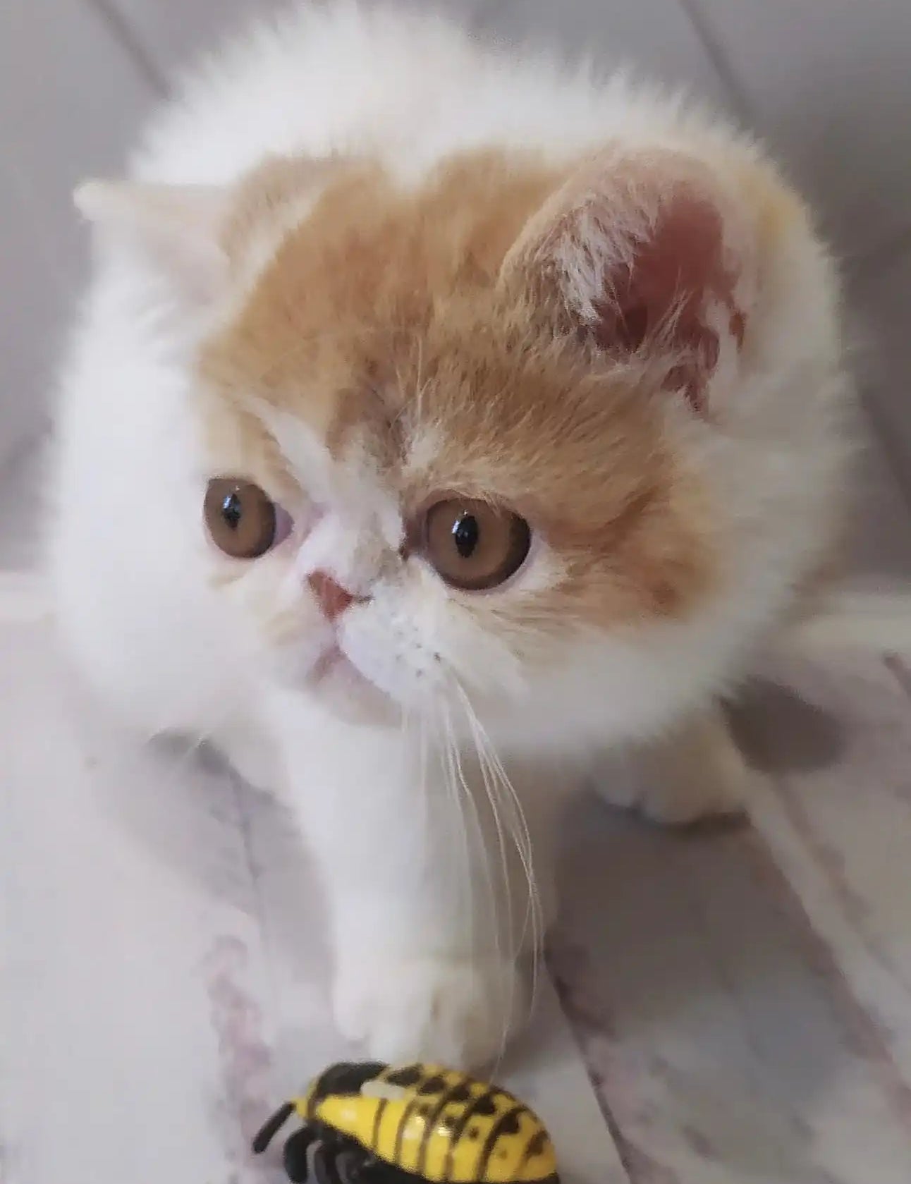 Fluffy Exotic Shorthair cat with a flat face curiously eyes a yellow toy bug.