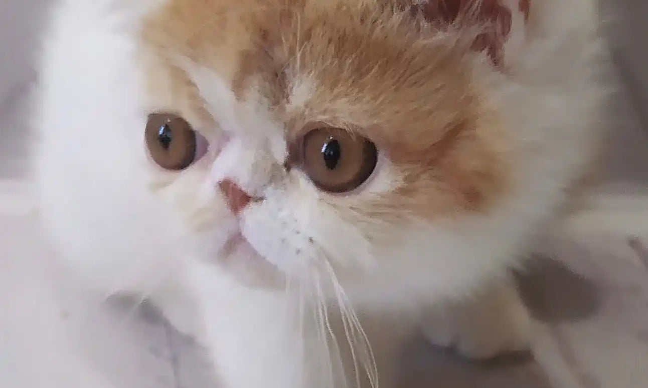 Fluffy Exotic Shorthair cat with a flat face curiously eyes a yellow toy bug.